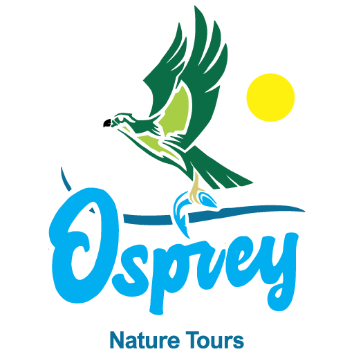 Osprey